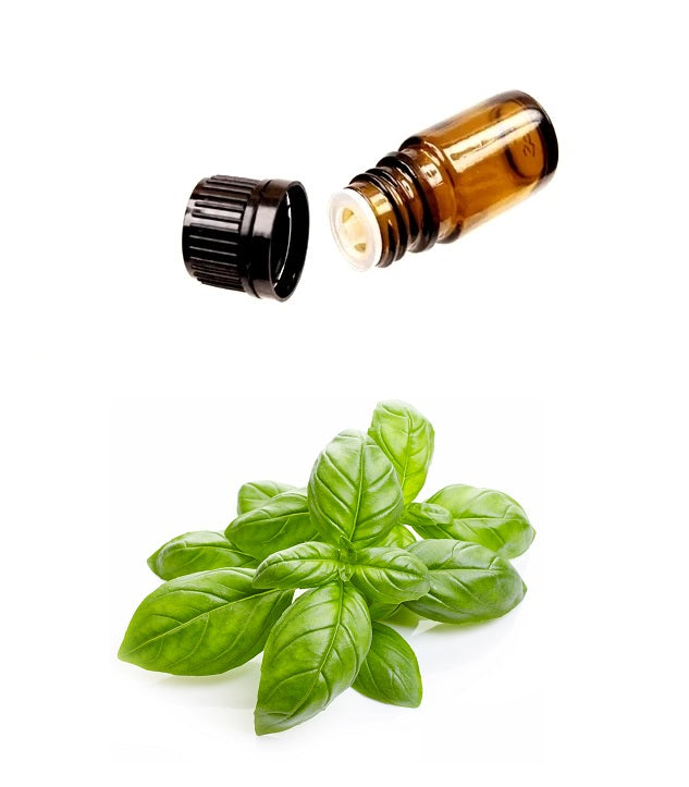 Pure SWEET Organic BASIL Essential Oil (Therapeutic Treatment) MY Natural Beauty essential oils are 100% pure and natural - Steam distilled from the leaves and flowering tops of the basil plant. Maintains health of hair & skin. Miami, Ft Lauderdale, Palm Beach, South Florida, Online