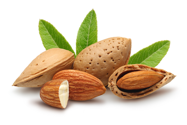 The nourishing and soothing properties of SWEET VIRGIN ALMOND OIL is great for topical skin applications. It is a lightweight carrier oil that can be applied directly to skin and hair. Our ALMOND OIL is cold-pressed, unrefined, and non-deodorized (NO CHEMICAL PROCESS). Miami, Lauderdale, Palm Beach, So Florida. Online